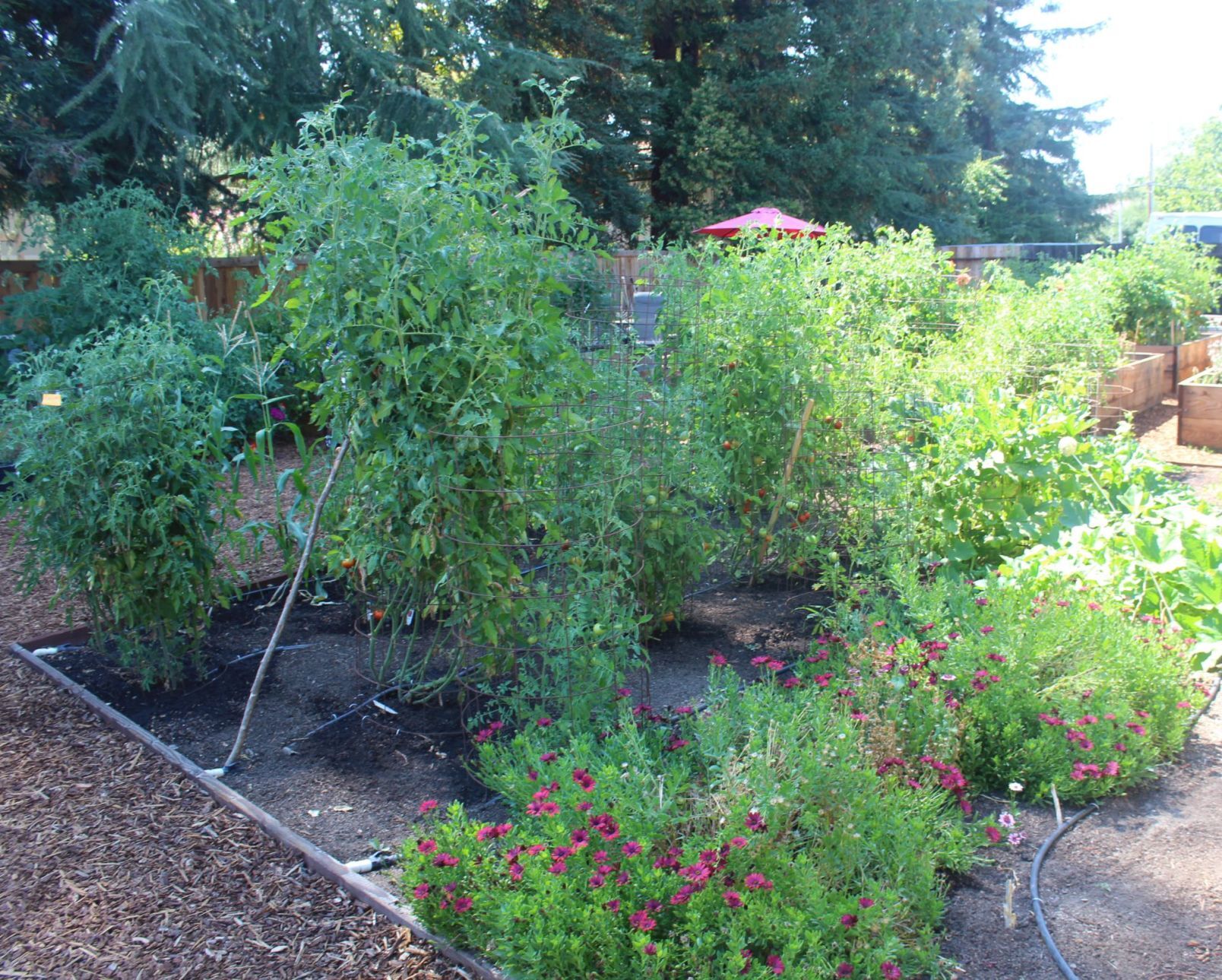 Kitchen garden